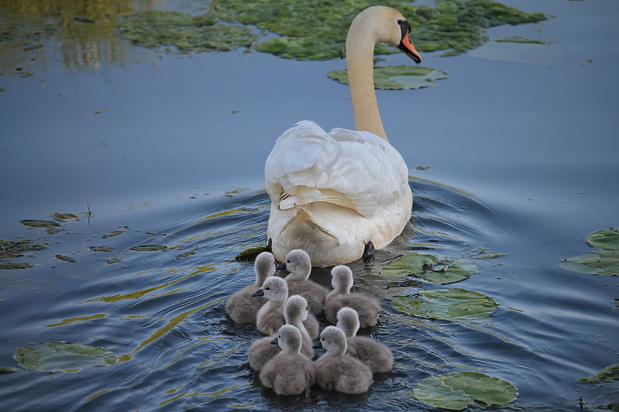 White Swan with Cygnets Swimming in Pond