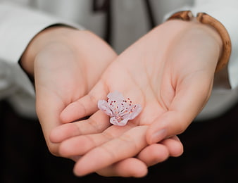 Cupped Hands Holding Delicate Pink Cherry Blossom
