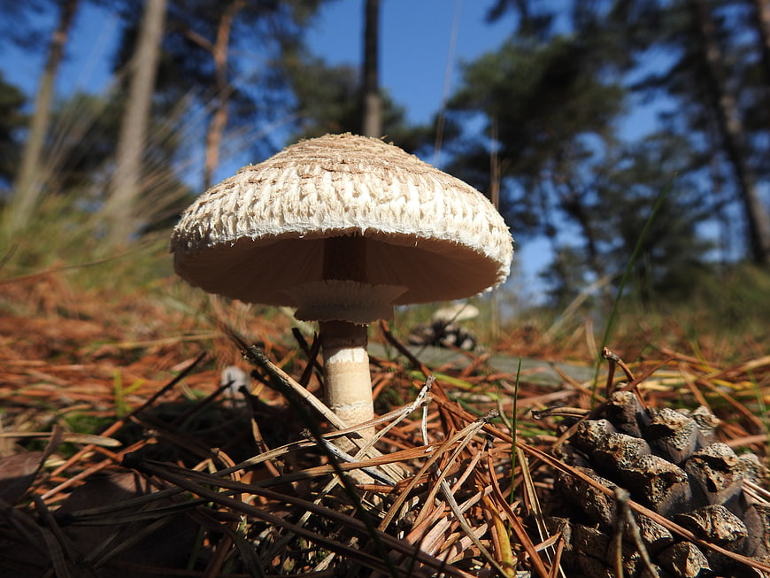 Close-up of a parasol mushroom in a pine forest