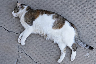 Sleeping white and brown tabby cat on concrete