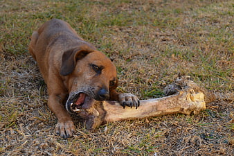 Brown Dog Chewing Large Bone On Dry Grass