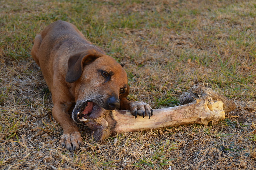 Brown Dog Chewing Large Bone On Dry Grass