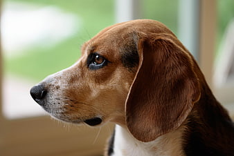 Close-up portrait of a beagle dog looking out window