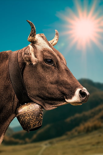 Brown Cow with Bell in Alpine Meadow