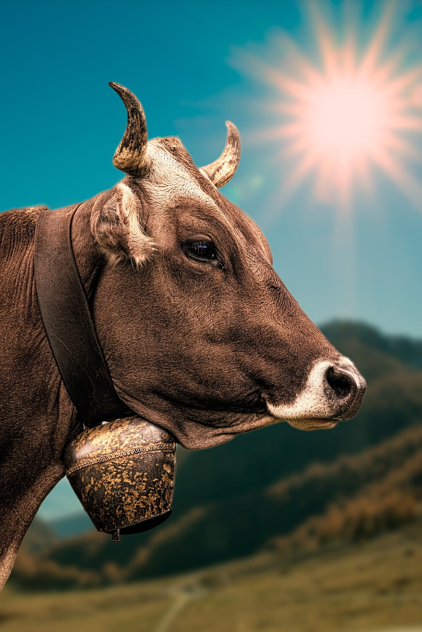 Brown Cow with Bell in Alpine Meadow