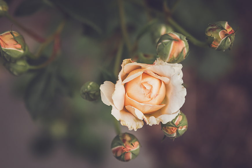 Soft Peach Rose Bloom with Green Buds in Garden