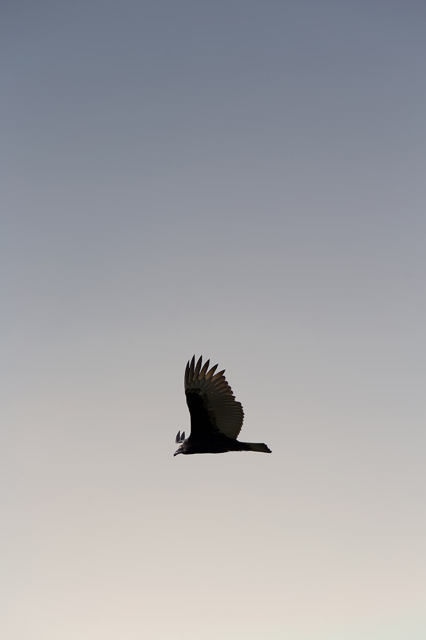 Silhouette of a Vulture Soaring in the Sky