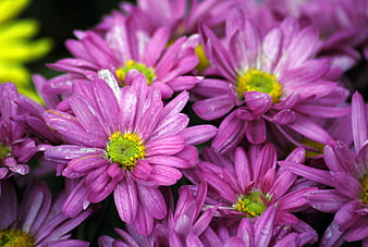 Close-up of vibrant purple chrysanthemums with yellow centers
