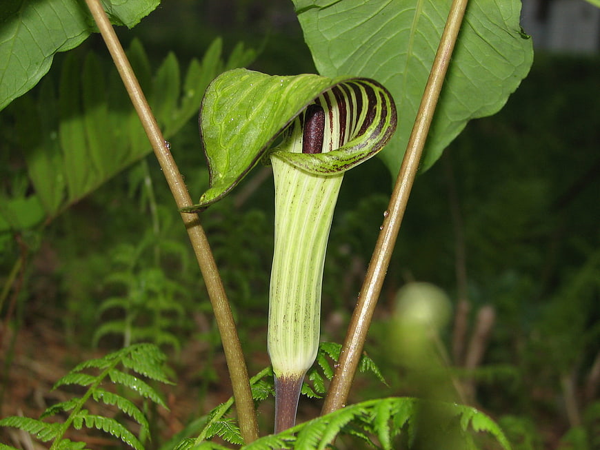 Jack-in-the-Pulpit Wildflower in Forest Undergrowth