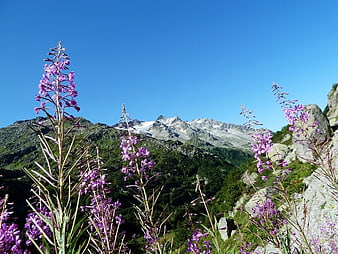 Purple Alpine Wildflowers Framing Snowy Mountain Peaks Under Blue Sky