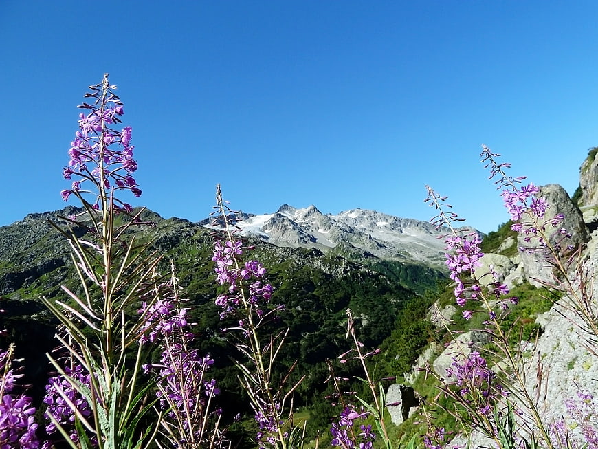 Purple Alpine Wildflowers Framing Snowy Mountain Peaks Under Blue Sky