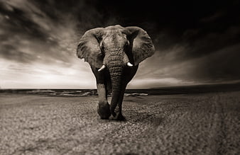 Dramatic Black and White Elephant Portrait on Savanna