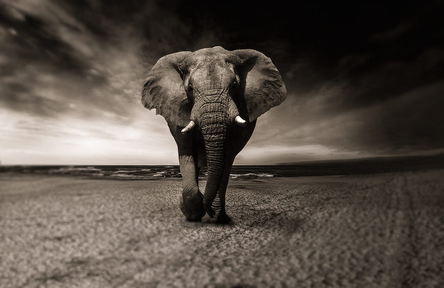 Dramatic Black and White Elephant Portrait on Savanna
