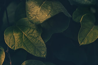 Close-up of textured green leaves with dramatic lighting