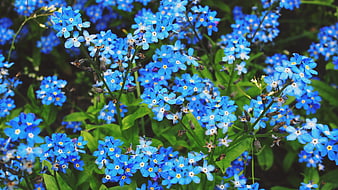 Vibrant Blue Forget-Me-Not Flowers in a Garden