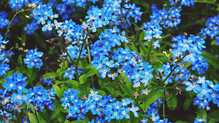 Vibrant Blue Forget-Me-Not Flowers in a Garden