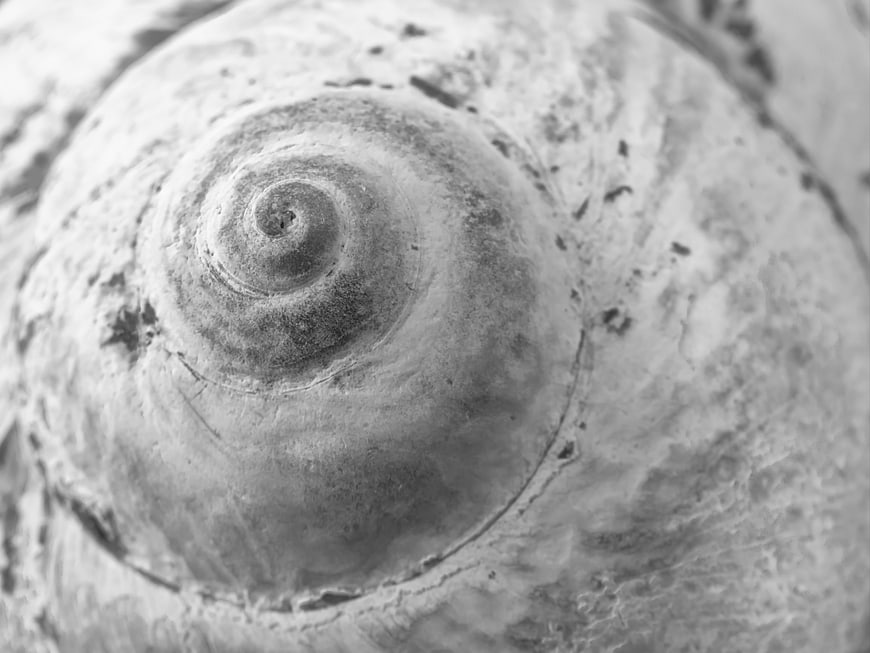 Close-up black and white texture of a spiral snail shell