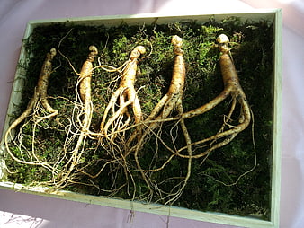 Wild Ginseng Roots Arranged On Moss In Wooden Box