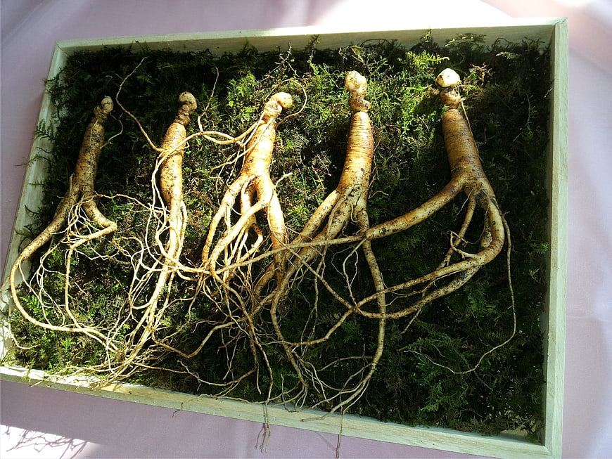 Wild Ginseng Roots Arranged On Moss In Wooden Box