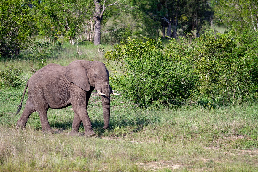 African Elephant Walking Through Grassy Savanna