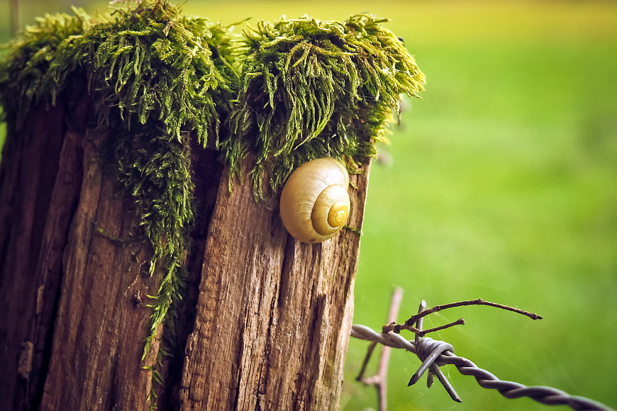 Snail on Mossy Wooden Fence Post in Green Meadow