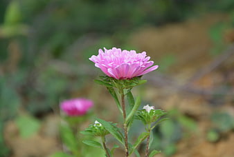 Pink aster flower close-up with blurred green background