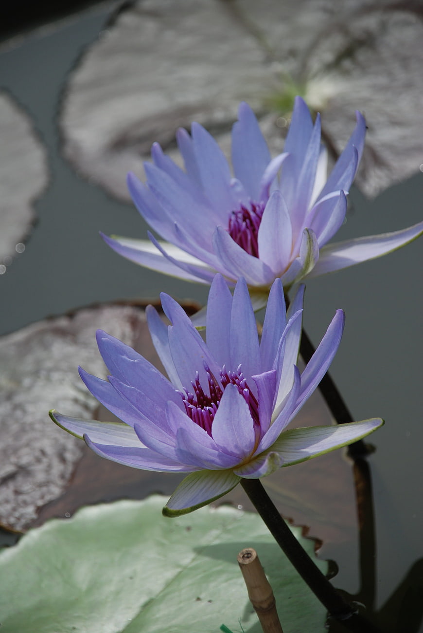 Two Purple Water Lilies Blooming in a Pond