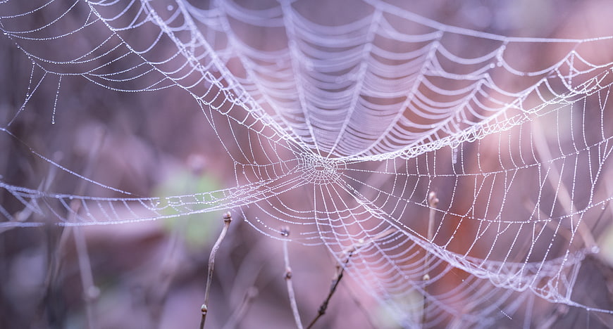 Macro spiderweb with dewdrops on soft blurred background
