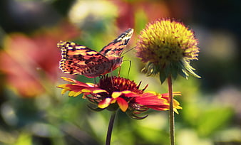 Painted Lady Butterfly on Red and Yellow Gaillardia Flower