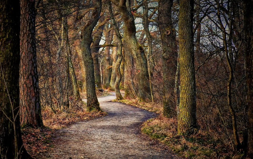 Winding Forest Path in Autumn with Tall Trees