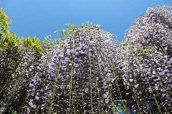 Purple Wisteria Flowers Blooming Against Blue Sky
