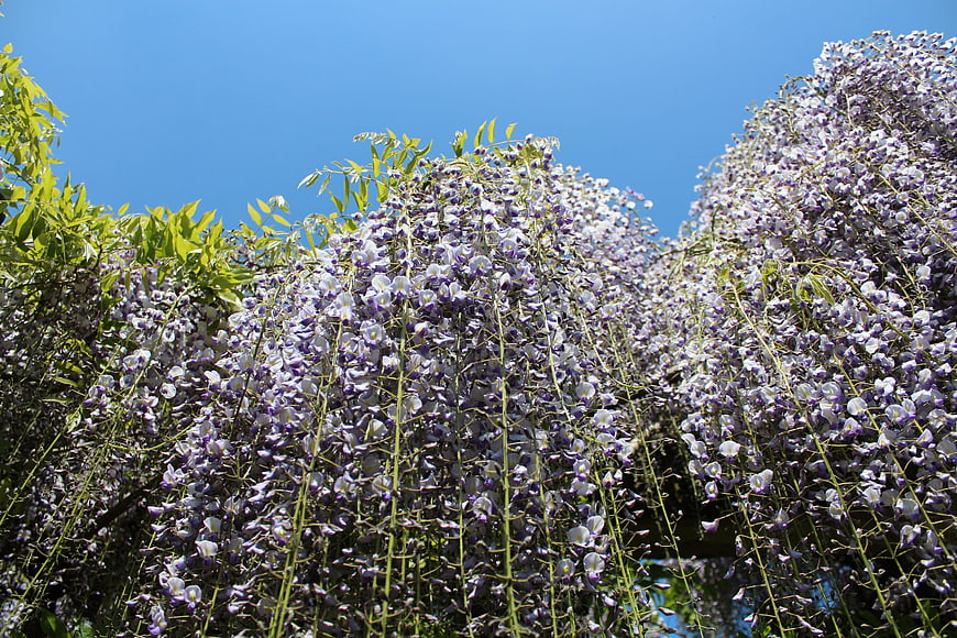 Purple Wisteria Flowers Blooming Against Blue Sky