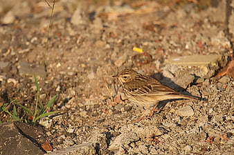 Paddy Field Pipit bird on gravel ground