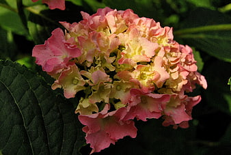 Close-up of Pink and Yellow Hydrangea Flower