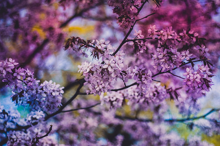 Vibrant purple cherry blossoms on branches in spring