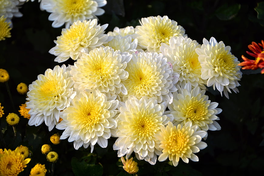 Close-up of white and yellow chrysanthemums in sunlight