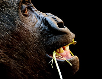 Close-up portrait of a gorilla eating grass against black background