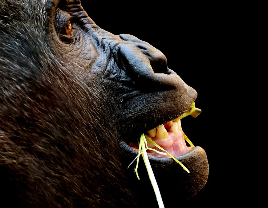 Close-up portrait of a gorilla eating grass against black background