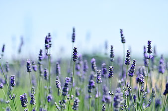 Purple Lavender Flowers Blooming In A Sunny Green Field