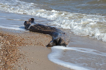 Driftwood log on sandy beach with ocean waves