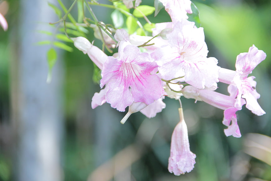 Pink trumpet vine flowers with green blurred background