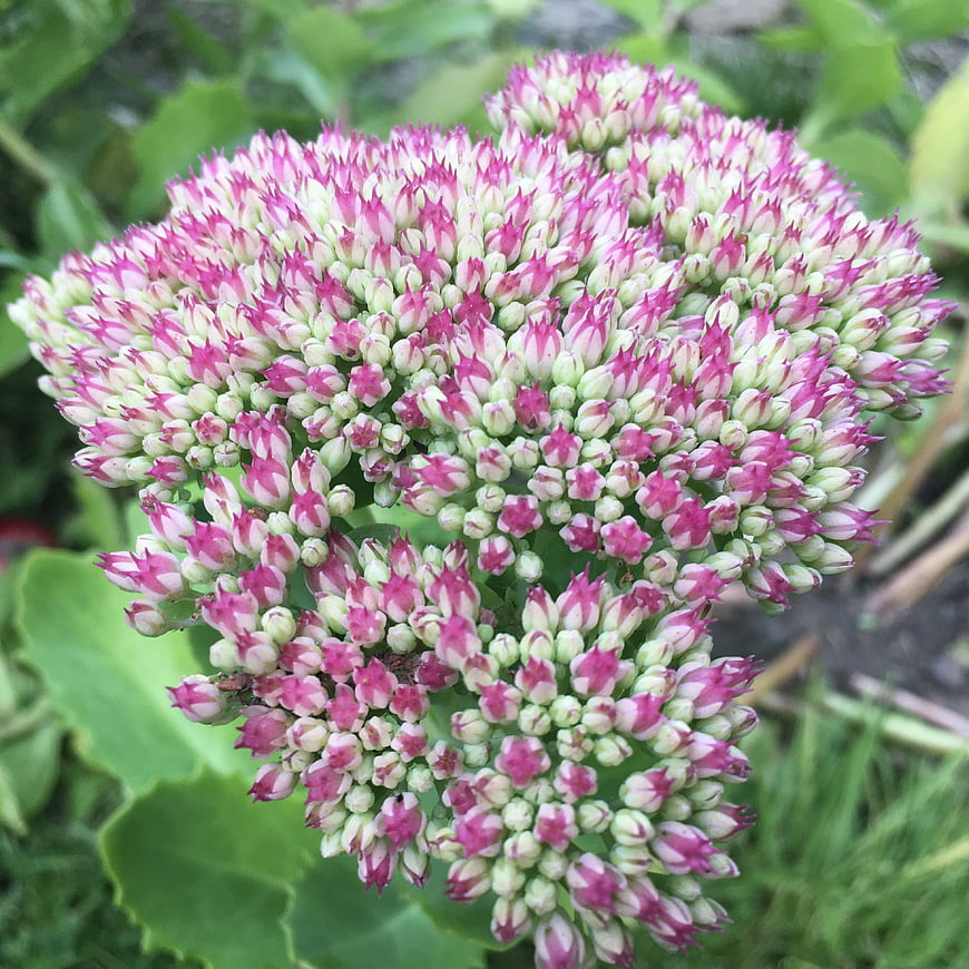 Close-up of pink and white sedum flower cluster