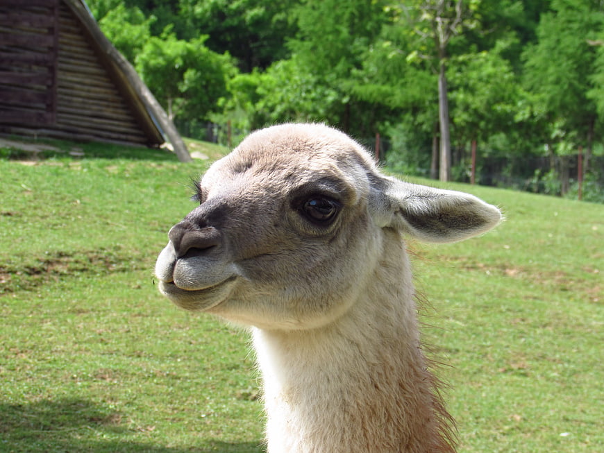 Close-up portrait of a white llama in a grassy field