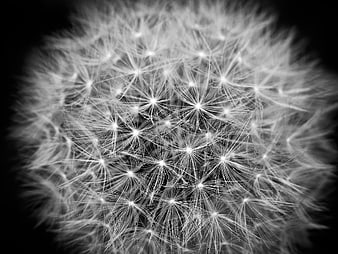 Macro Close-Up of Dandelion Seed Head in Black and White