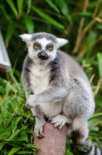 Ring-tailed Lemur Portrait in Green Foliage