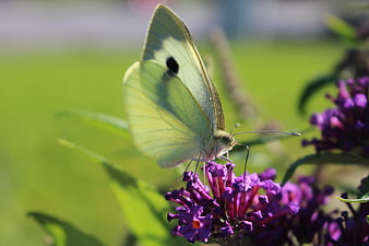 Close-up of a white butterfly on purple buddleia flowers