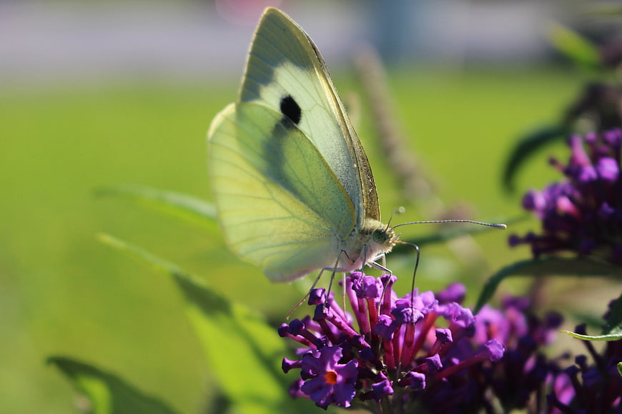 Close-up of a white butterfly on purple buddleia flowers