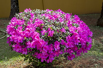 Vibrant Pink Azalea Bush In Full Bloom In Garden