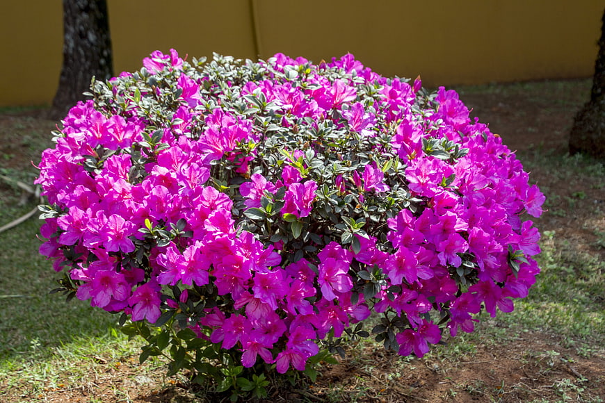 Vibrant Pink Azalea Bush In Full Bloom In Garden