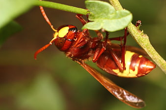 Close-up of a Giant Hornet on a Green Stem